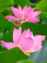 Close-up of pink water lily