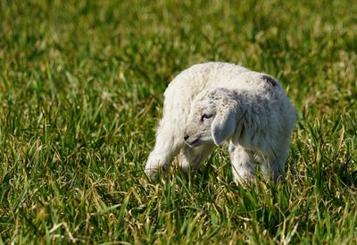 Sheep in a field