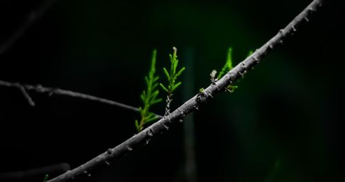 Close-up of lizard on plant at night