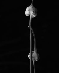 Close up of holding leaf against black background