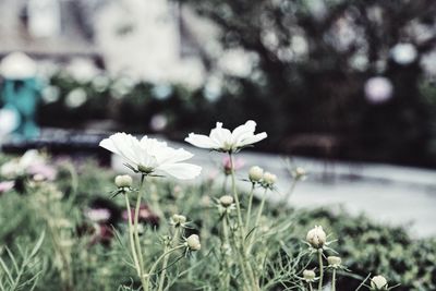 Close-up of flowers blooming outdoors