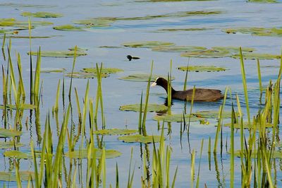 View of a duck swimming in lake