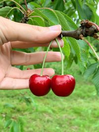 Close-up of hand holding strawberry