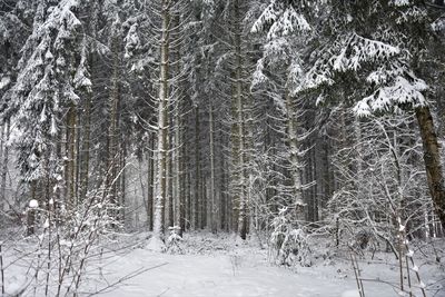 Trees in snow covered forest