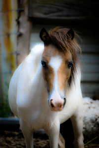 Close-up portrait of horse in ranch