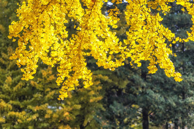 Close-up of yellow flowering plant