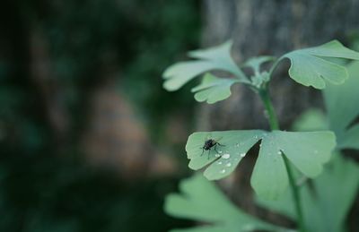 Close-up of raindrops on leaves