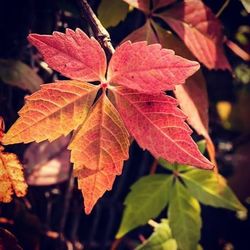 Close-up of maple leaves