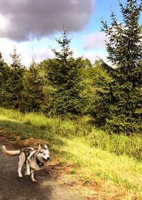 Dog by trees against sky