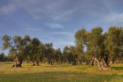 View of trees on field against sky