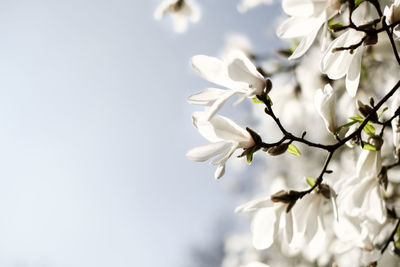 Low angle view of white flowering tree against sky