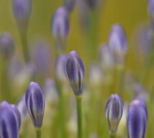 Close-up of purple crocus blooming outdoors