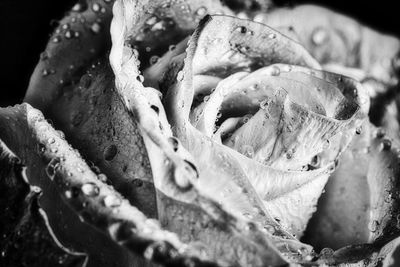 Close-up of water drops on flower