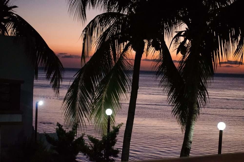 CLOSE-UP OF PALM TREE AT BEACH DURING SUNSET