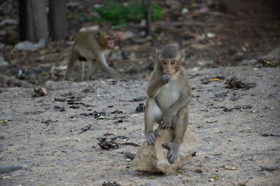 Monkeys sitting on a land