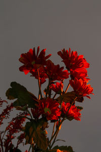 Close-up of red flowering plant against orange background