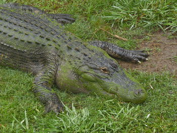 High angle view of lizard on grass