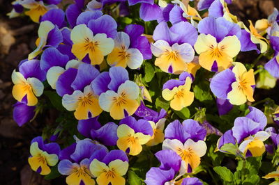 High angle view of purple flowering plants