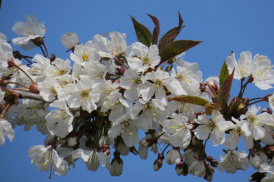 Close-up of cherry blossoms against sky