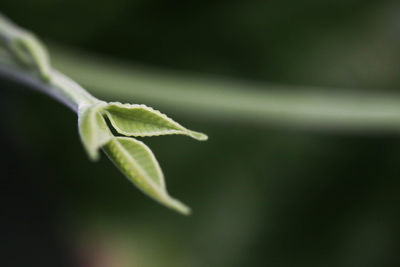 Close-up of green plant