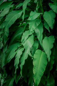 Full frame shot of fresh green leaves