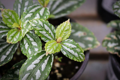 Closeup detailed veins on nerve plant leaves.