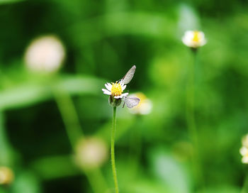 Close-up of butterfly pollinating on flower