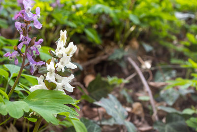 Close-up of white flowering plant