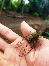 Close-up of hand holding leaf