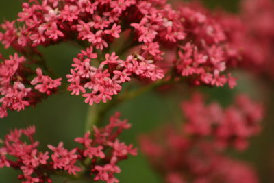 Close-up of pink flowers blooming outdoors