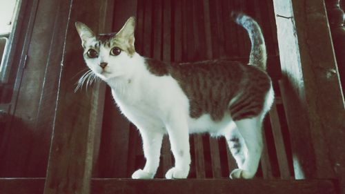 Close-up portrait of a cat