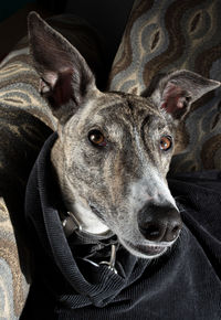 Close-up portrait of dog relaxing at home