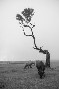Deer on field against sky