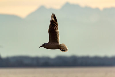 Seagull flying in the sky