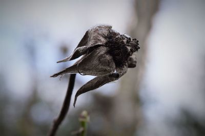 Close-up of flower