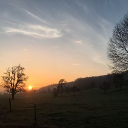 Trees against sky during sunset
