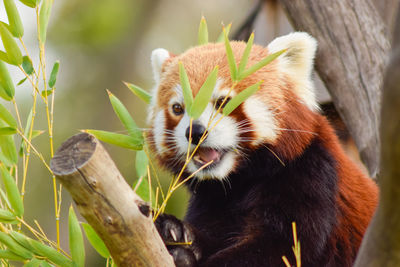 Close-up of a red panda looking away