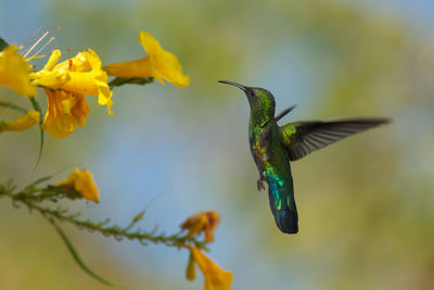 Hummingbird flying by yellow flowers blooming outdoors