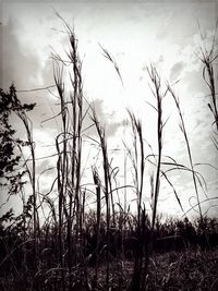 Close-up of bare trees against sky