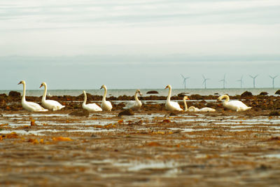 Flock of birds on beach