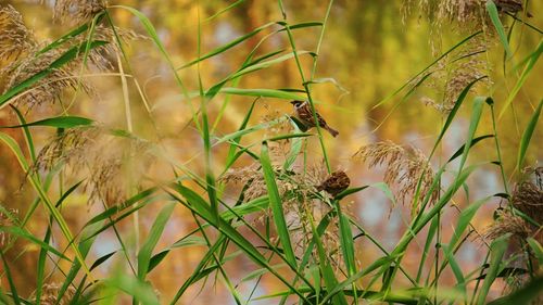 Close-up of insect perching on grass