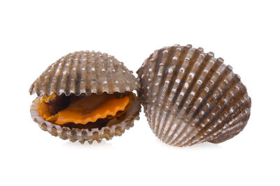 Close-up of shell over white background