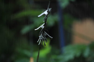 Group of color and stainless steel clips hang on the rope without clothes