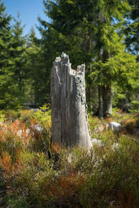 Wooden post on tree stump in forest