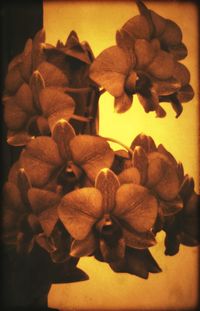 Close-up of flowers