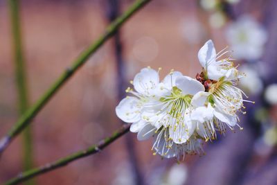 Close-up of white cherry blossom