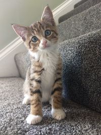 Portrait of cat sitting on rug at home