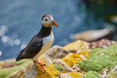 Puffin birds on the saltee islands in ireland, fratercula arctica