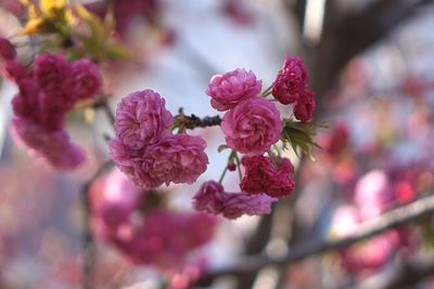 Close-up of pink cherry blossoms