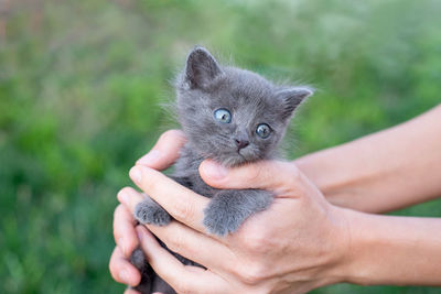 Gray kitten one month old in hands. cat and green lawn outside. copy space